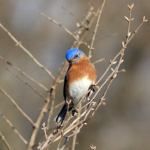 A curious bluebird poses on budding honeysuckle.  