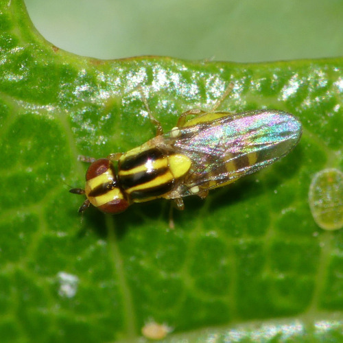 onenicebugperday: Yellow grass fly, Thaumatomyia glabra, ChloropinaeFound in North America and 