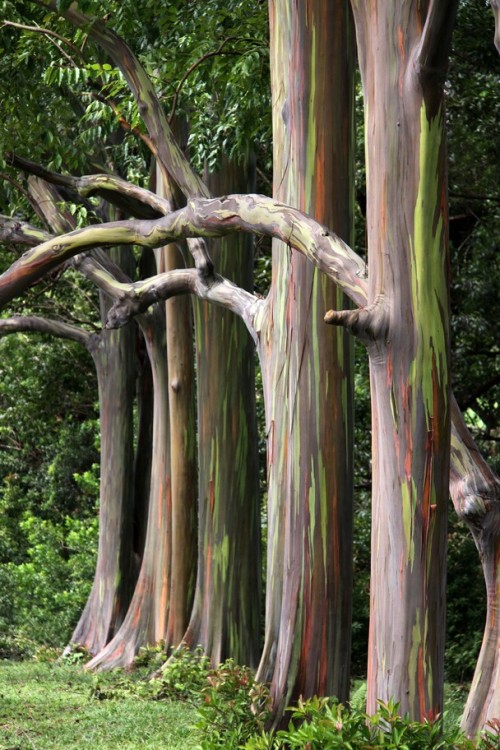 sosuperawesome:The Rainbow Eucalyptus. Patches of outer bark are shed annually at different times, s