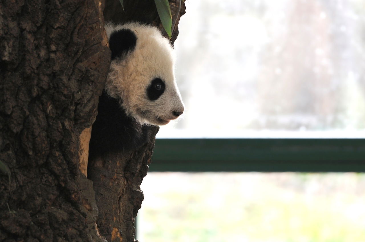 giantpandaphotos:  Fu Bao at Zoo Vienna in Austria on December 30, 2013. © Josef