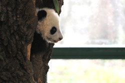 giantpandaphotos:  Fu Bao at Zoo Vienna in