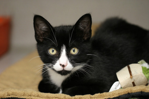 catycat21:Sylvester wishing you a Happy Caturday by Kerri Lee Smith on Flickr.