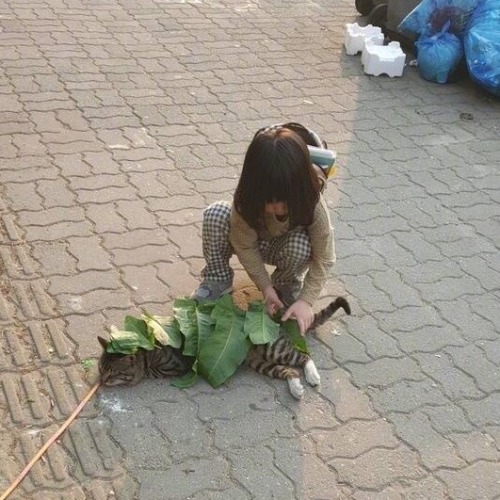 epiloque: sulfade: a little girl from china covered a cat on the street with leaves because she was 