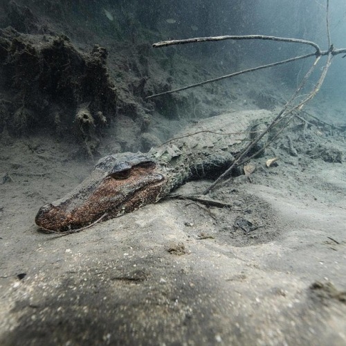 geographicwild:.Photo by @jchauser Jacaré (caiman). Brazil, 2017. This guy was steadily lying