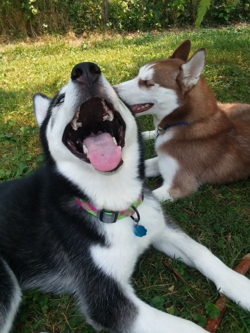 huskerpuppers: We don’t always have to put everything we see into our mouths, Harvey.