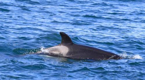 californiatransients:Emma’s pod, the CA140′s (plus adopted adult male CA163 Liner), return to Mont