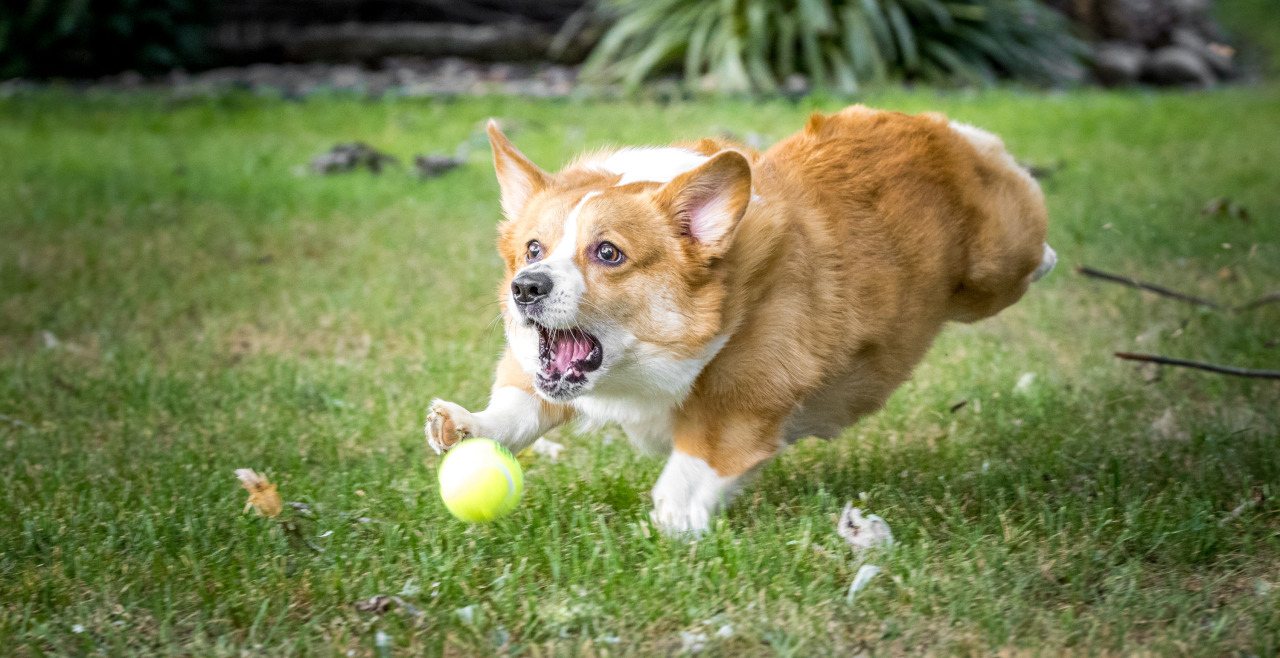 thefrogman:  Otis the Majestic Chaser of Balls. 