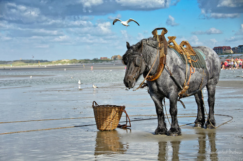 ainawgsd:   On the northwest Belgian coast, there is a little known tradition: shrimp fishing on horseback.   The activity consists of what its name describes: fishing shrimp on a horse.    In the 15th century, shrimp fishing on horseback was still practi