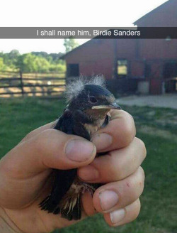 tastefullyoffensive:  Feel the bird. (via gallowboob)