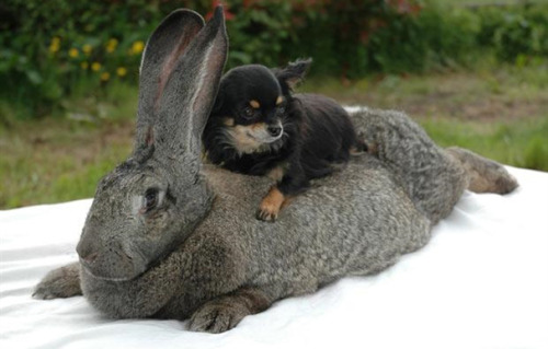 animals-riding-animals: dog riding rabbit