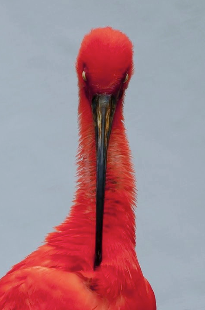 3leapfrogs: theleoisallinthemind:  Red Ibis by Johan CHABBERT  •=• •=• •=•3leapfrogs