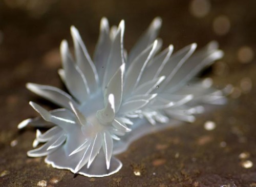 thefruitdragon:  Dirona Albolineata  Dirona appreciation post because there’s not enough of these little beauties on here.  