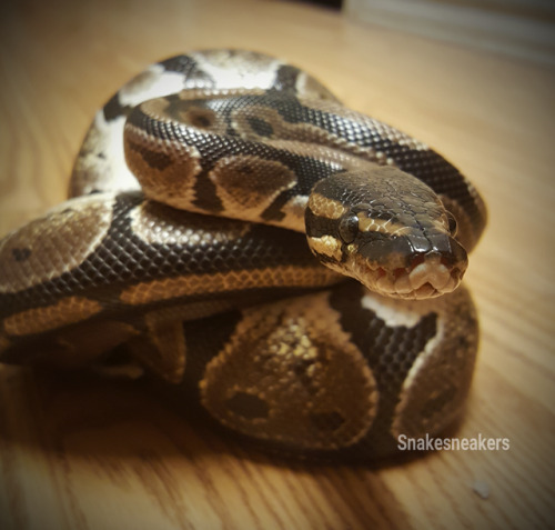 snakesneakers:She was really photogenic tonight, so, more pictures!