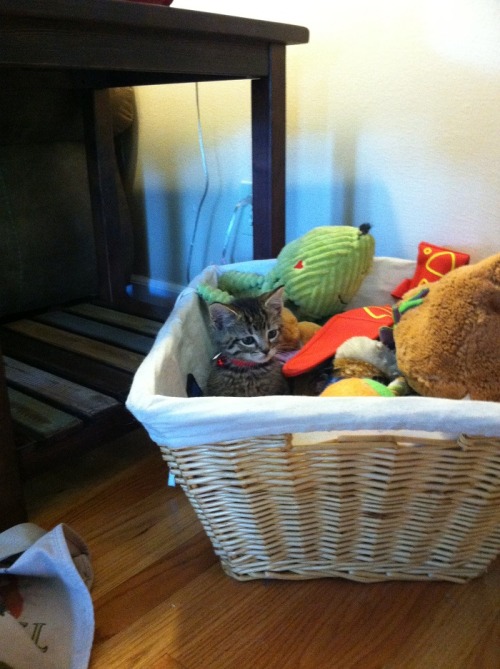 chaos-and-his-cats:i had trouble finding ser pounce-a-lot and he was right in front of me