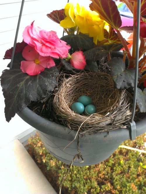 Robins made a nest in the porch again, this time the begonias instead of the porch light. Mommy was 