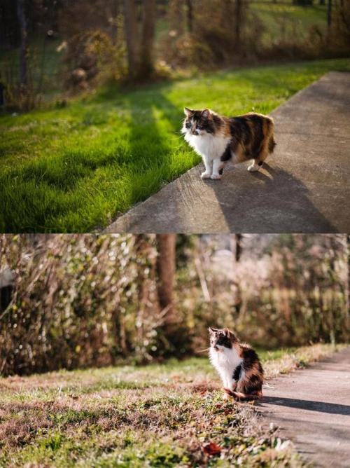 cutekittensarefun: My mom’s cat 8 years ago vs. today