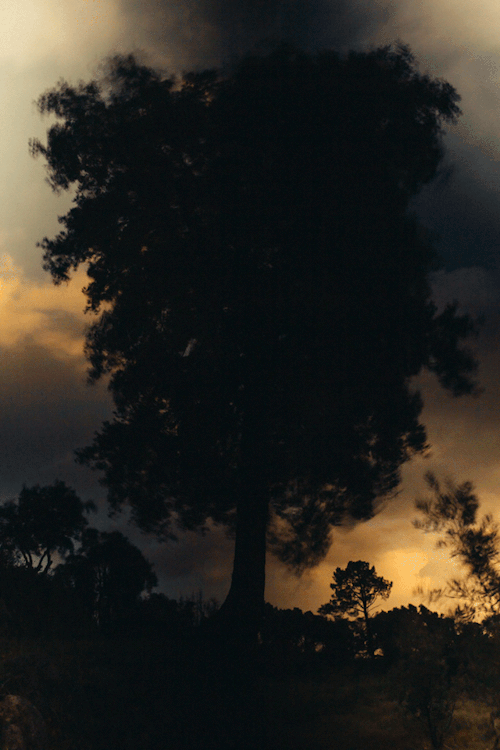vikikollerova, Cork Oak in the Wind, 2018