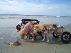 awwww-cute:  Three dogs in wheelchairs meet a horseshoe crab