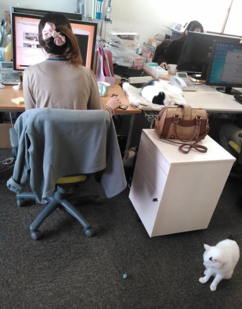 catsbeaversandducks:  Business Cats Hard At WorkA Japanese company in Tokyo hopes to help their employees unwind and increase productivity by adopting rescue cats into their office. In a cramped and hectic city like Tokyo, having a pet is often a luxury.