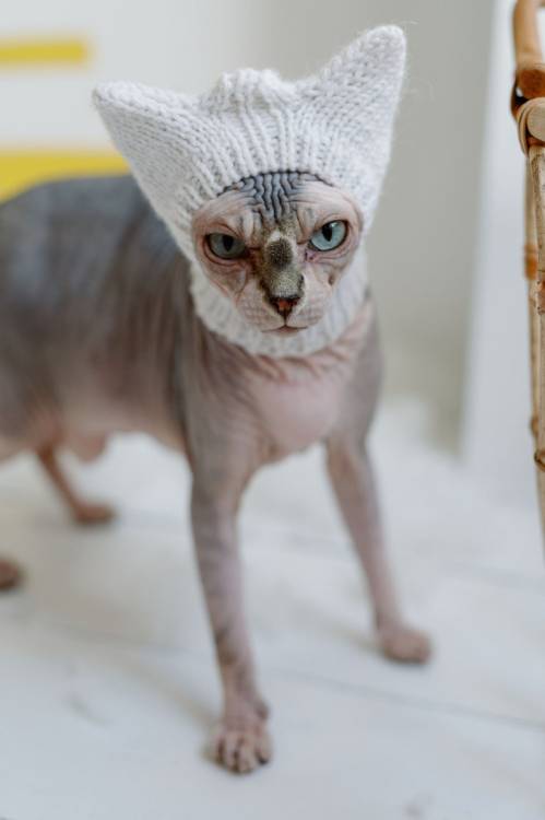 figdays:  Cat Beanie // WoolenWoolShop