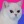 theterrorthatflapsatnight: priceforrottenjudgement:  @ my international followers: