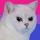 theterrorthatflapsatnight: priceforrottenjudgement:  @ my international followers: