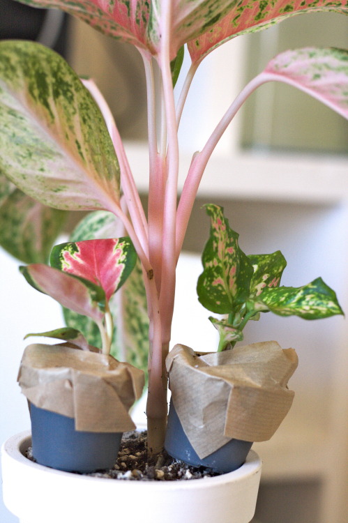 Squad goals! I’ve been getting super into Chinese evergreens (Aglaonema). The amount of amazing cult