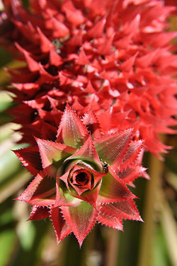 outdoormagic:  Exotica… red Pineapple top! by jungle mama on Flickr.