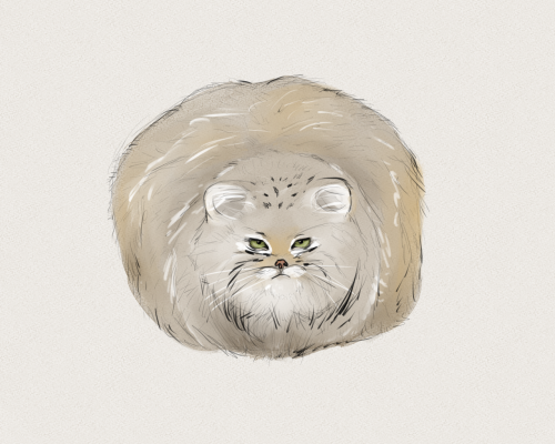 zena-drawings:A manul (or Pallas’s cat) judging in silence.