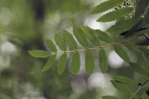 Sorbus aucuparia (rowan/rönn).