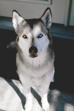 envyavenue:Husky