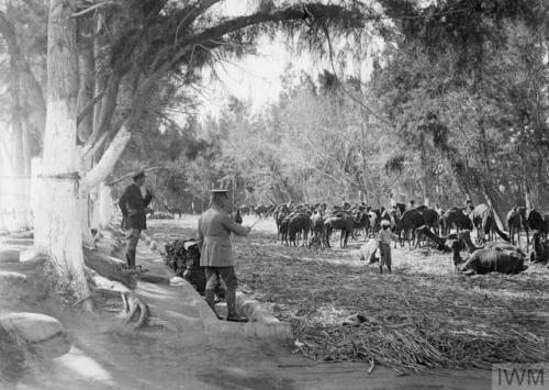 scrapironflotilla:The lines of the Imperial Camel Corps shaded by trees near Beersheba, October 1917