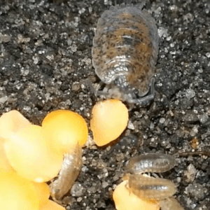 / / / / / / A Stimboard For Woodlice That Can NOT Roll Into A Little Ball For Mosswoodgrove !!