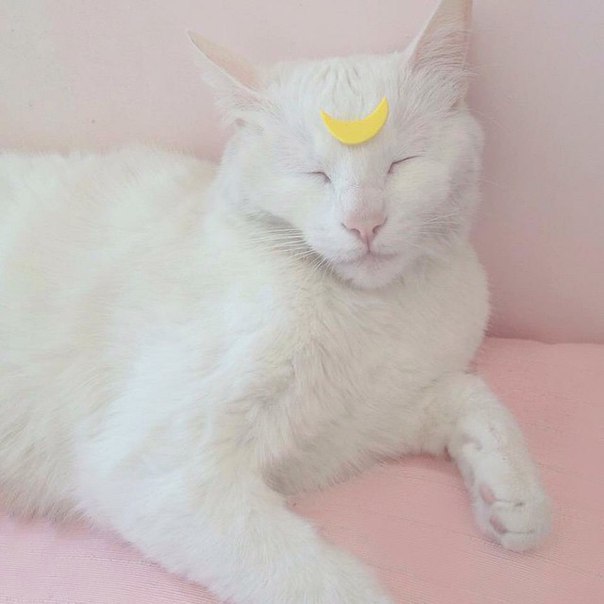 jujurika:  meow 