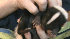 taigas-den:  babyanimal-gifs:  baby skunk.x   sapphicqueenofhell