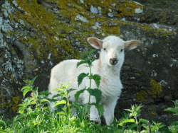 atthewoodsphotography: Lamb on Bredon Hill,