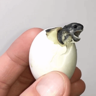seatrench:Eastern Hermann Tortoise (Testudo hermanni hermanni)(source)
