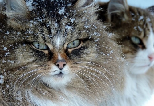 Siberian Cats are amazing and smashing! Unusual colony of ginger cats in little Russian village — re