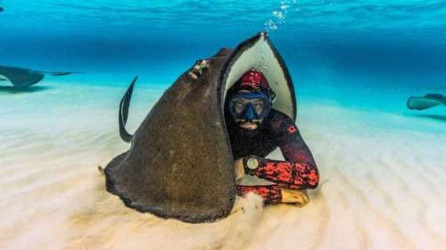 flawlessglamazon:tentacleheadcold:end0skeletal:This helpful stingray offered itself up as a tent for