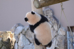 giantpandaphotos:  Yuhin at Adventure World in Wakayama, Japan, on March 11, 2013. © Patrick Harper. 
