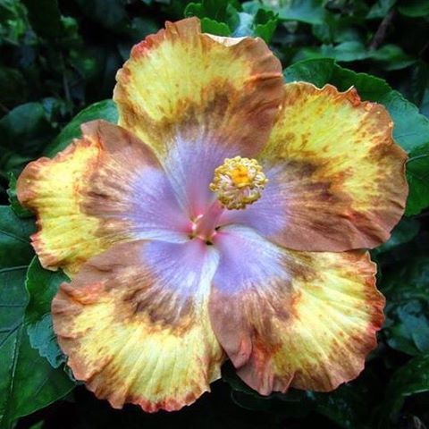 floralls:  Tropical Hibiscus II via  tezulaplants   