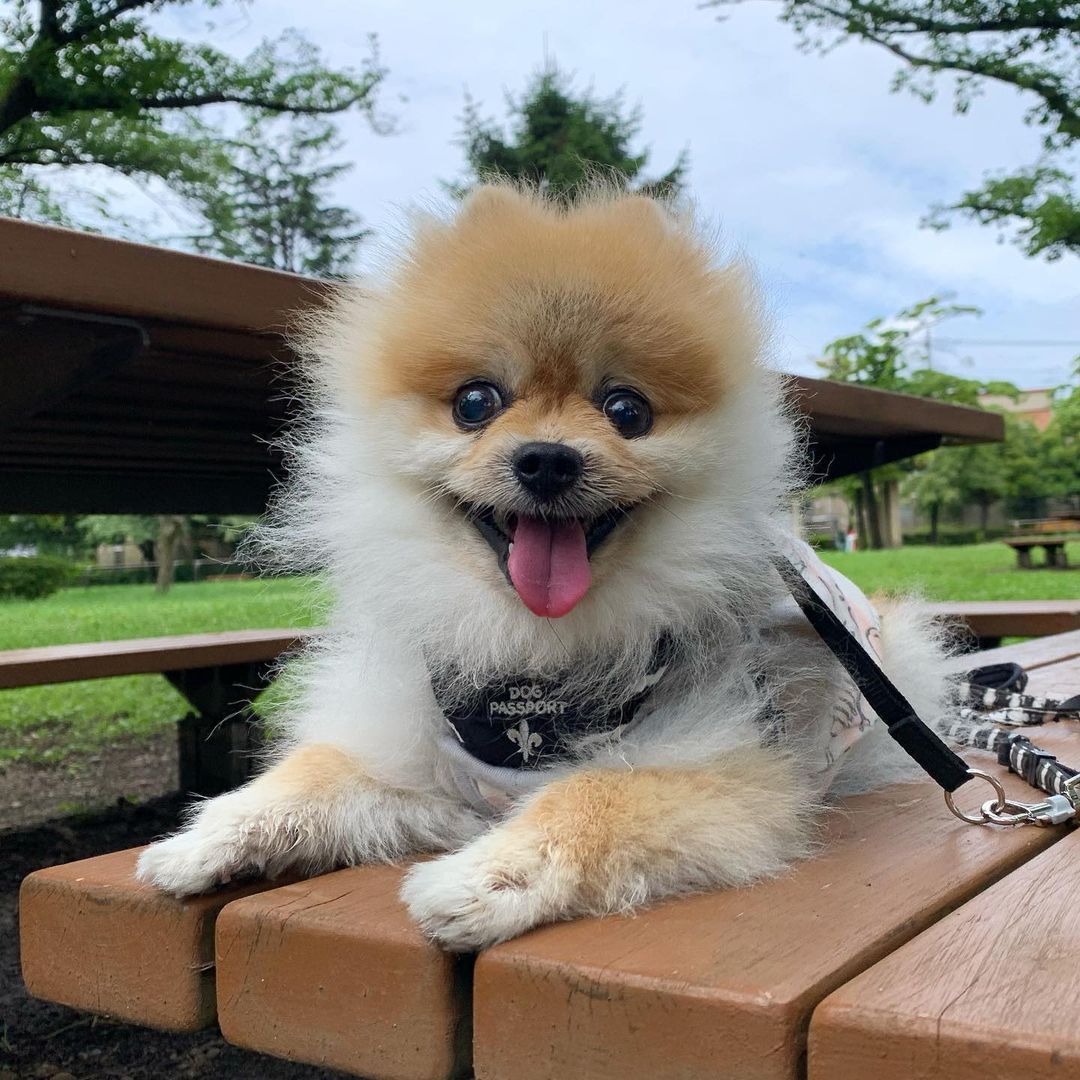 Pug Pomeranian Pug Pomeranian