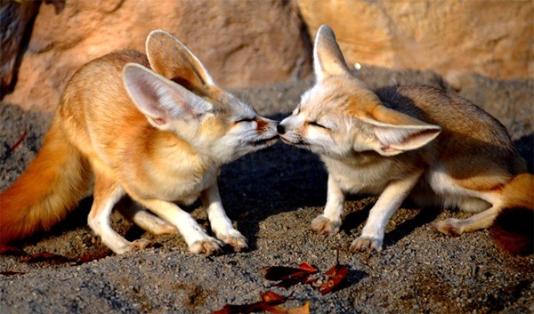 otakusiren:  In honor of Earth Day, here is a photo set of some loving animal couples