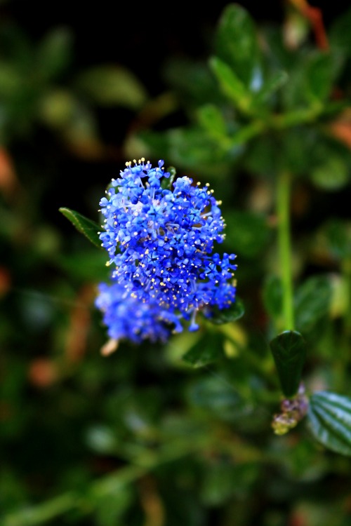 rollinmerightbackhome:  - California Lavender   