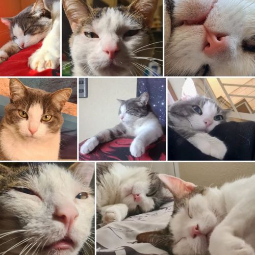 #diainternacionaldelgato (en Copiap, Atacama) Https://www.instagram.com/p/ChAM1X4AZMztj2heLU8JgAJPMPmE242bf9qKDs0/?igshid=NGJjMDIxMWI=