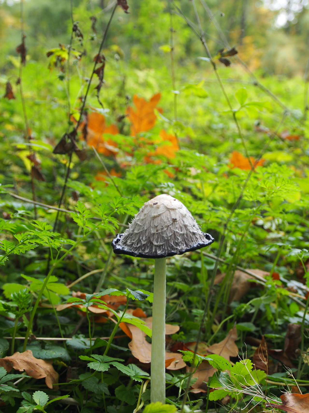 Coprinus comatus has a number of funny names...