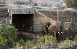 sixpenceee:  Africa’s First Elephant UnderpassElephants