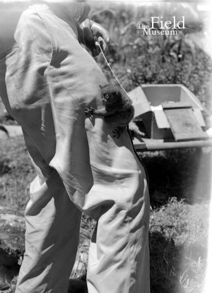 fieldmuseumphotoarchives:Mammal Monday Tarsier. Check out this cute little bug-eyed, nocturnal, inse