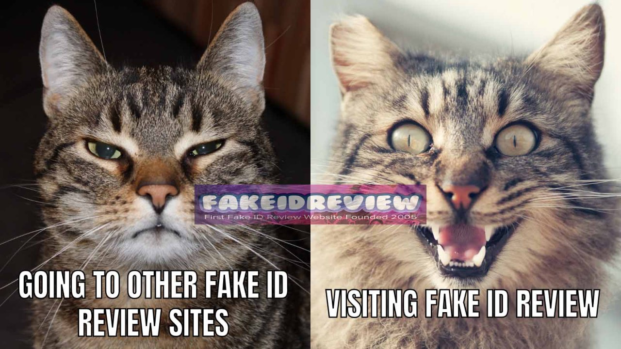 Real Fake Id Website Reviews