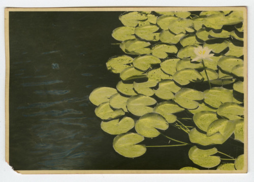 Lilly pads and flower, Florida. Toned and hand colored gelatin silver print.